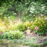 Fertilizing Your Garden: Why It Matters